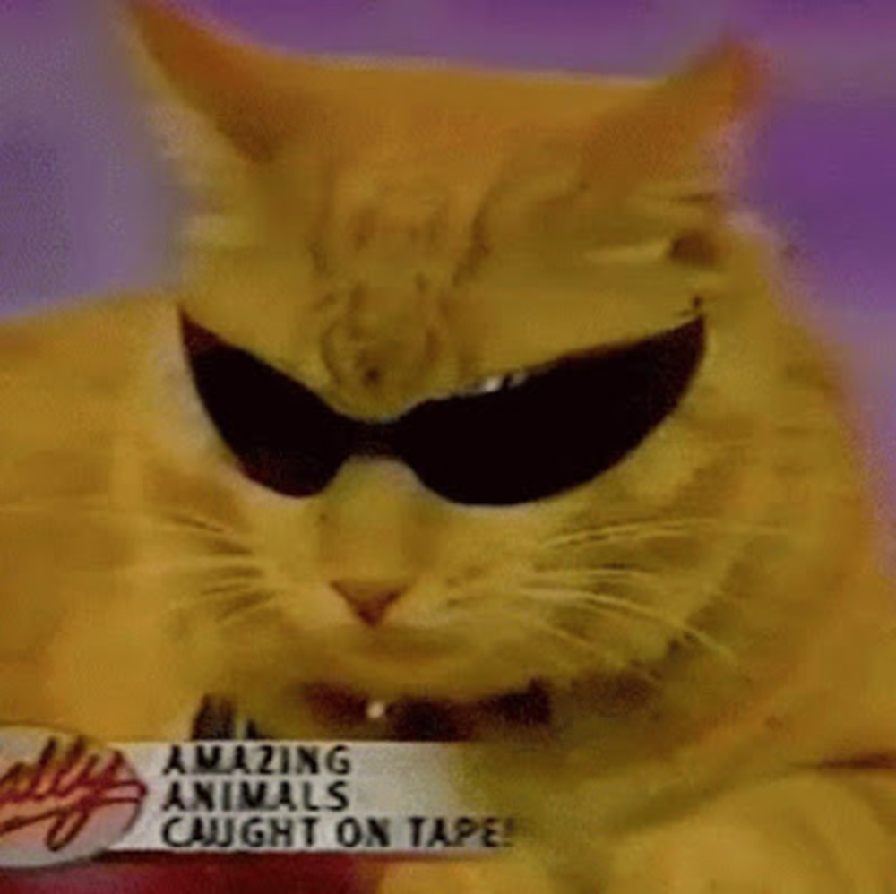 Meet your Posher, Grace